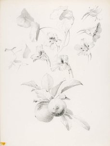 Untitled (botanical Study) — George Elbert Burr