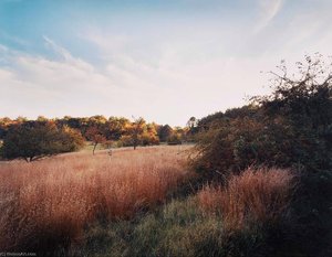 Untitled, From The Series Meadow, Carlisle, Massachusetts — Barbara Bosworth