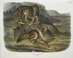 Canis Latrans, Prairie Wolf. Males — John James Audubon