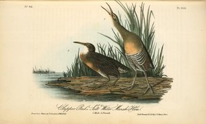 Clapper Rail, Or Salt-water Marsh Hen. 1. Male. 2. Female — John James Audubon