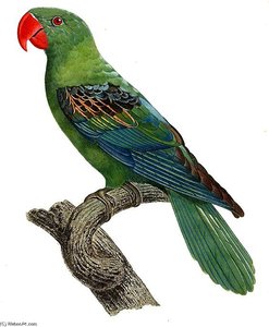 Tanygnathus Megalorynchos