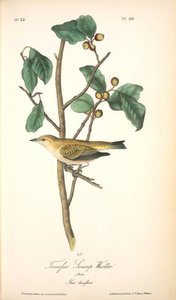 Tennessee Swamp-warbler. Male. (ilex Laxyflora.) — John James Audubon