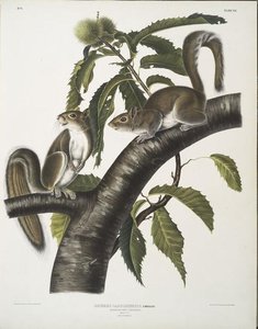 Sciurus Carolinensis, Carolina Grey Squirrel. Natural Size. Male ^ Female — John James Audubon