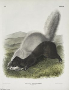 Mephitis Mesoleuca, Texan Skunk. Natural Size — John James Audubon