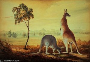 Two Kangaroos In A Landscape, — John William Lewin