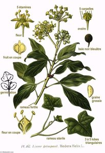 Untitled (aqtdeb) — Amédée Masclef
