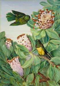 Protea And Golden Breasted Cuckoo Of South Africa — Marianne North
