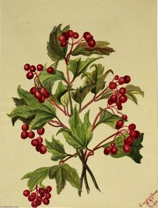 Grouseberry (viburnum Americanum) — Mary Vaux Walcott, Realism