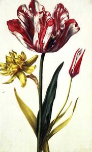 Daffodil And Tulip — Nicolas Robert