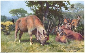Elenantilope — Friedrich Wilhelm Kuhnert