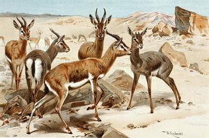Gazelles — Friedrich Wilhelm Kuhnert
