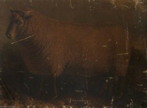 South Down Ram