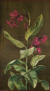 A Garden Variety Of Indian Shot — Marianne North