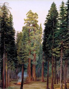 Looking Into The Calaveras Grove Of Big Trees, California — Marianne North