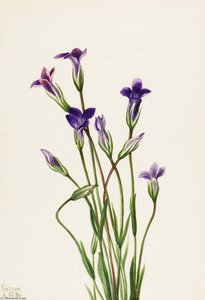 Gentian (gentiana Holopetala) — Mary Morris Vaux Walcott