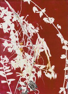 Trepadeira — Luiz Zerbini, Contemporary Realism