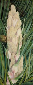 Male Inflorescence And Foliage Of A Screw Pine, Natal — Marianne North