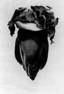 Banana Flower — Georgia O'keeffe