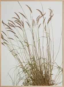 Lindgehrn — Herman De Vries