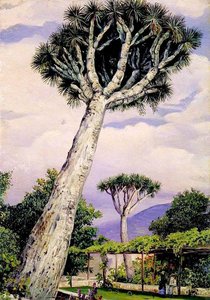 Dragon Tree In The Garden Of Mr Smith, Teneriffe — Marianne North