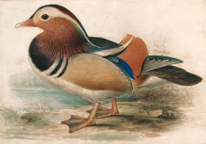 Aix Galericulata (mandarin Drake) — Edward Lear