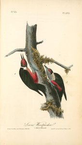 Lewi's Woodpecker. 1. Male. 2. Female — John James Audubon