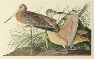 Great Marbled Godwit — Robert Havell