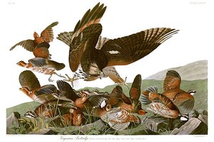 Virginian Partridge (northern Bobwhite) Under Attack By A Young Red-shouldered Hawk — John James Audubon