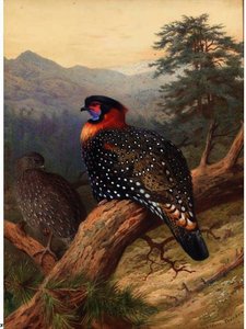 A Pair Of Western Tragopans — Archibald Thorburn