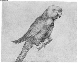 Parrot — Albrecht Dürer, Northern Renaissance Realism
