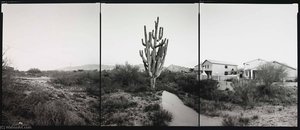 National Champion Saguaro, Arizona, 2001 — Barbara Bosworth