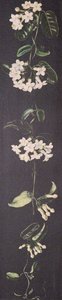 Plant With White Flowers On A Black Background — Marianne North, Victorian Botanical Painting