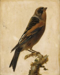 Bird on a branch