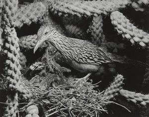 Roadrunner — Eliot Porter