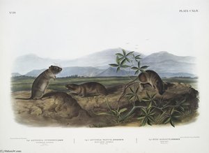 1. Arvicola Townsendii, Townsend's Arvicola; 2. Arvicola Nasuta, Sharp-nosed Arvicola. Natural Size. 3. Mus Riparius, Bank Rat. Natural Size — John James Audubon