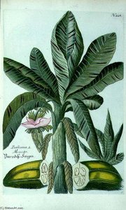 Banana, From J. Weinmann's Phytanthoza Iconographia