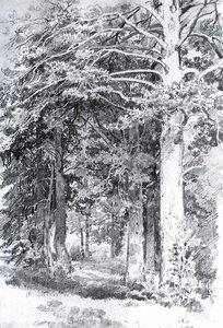 Pine Forest — Ivan Ivanovich Shishkin