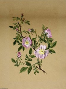 Rose Mallow (hibiscus Moscheutos) — Mary Morris Vaux Walcott