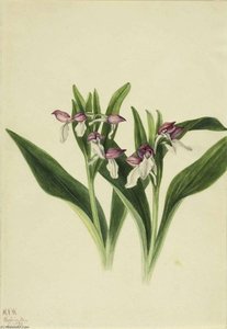 Showy Orchis (orchis Spectabilis) — Mary Morris Vaux Walcott, Botanical Illustration