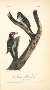 Maria's Woodpecker. 1. Male. 2. Female — John James Audubon