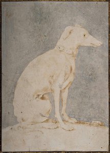Greyhound — Parmigianino