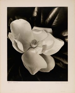 Velvet Petals — Grace M Ballentine