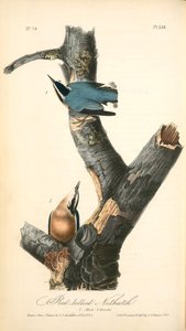 Red-bellied Nuthatch. 1. Male. 2. Female — John James Audubon
