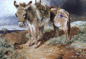 Donkeys