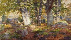 Autumn Sunlight After Rain