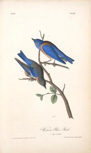 Western Blue Bird. 1. Male. 2. Female. — John James Audubon