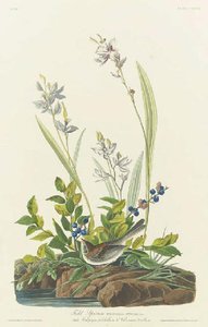 Field Sparrow — Robert Havell