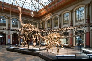 Museum für Naturkunde Berlin