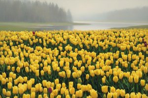 Golden Reverie: A Field Of Ephemeral Light — Jacques Villedieu, Lyrical Landscape (realism)